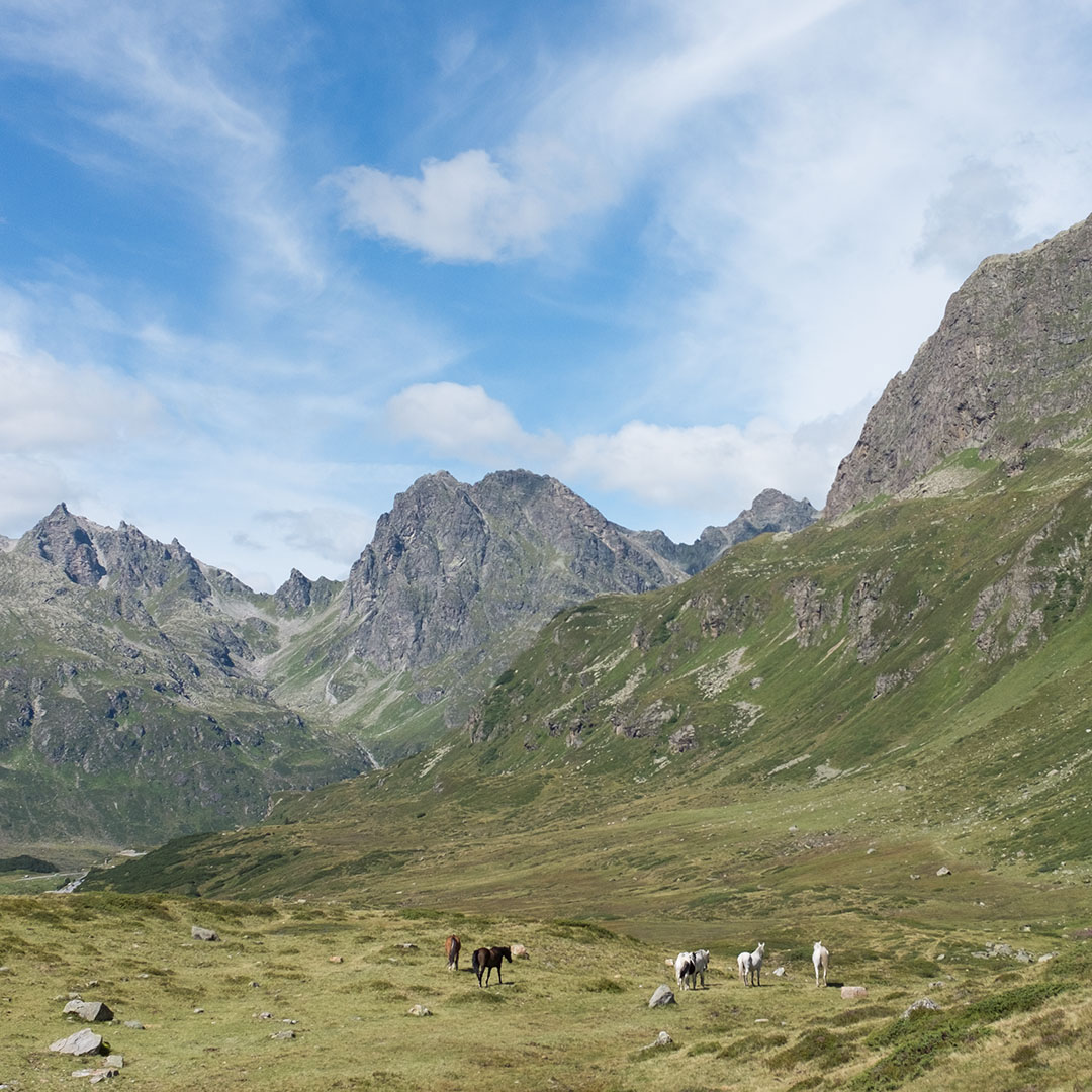 horses and Austrian mountains